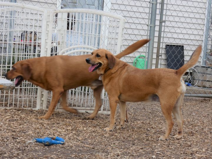 Duke (and Daisy), an adoptable Labrador Retriever Mix in Ringwood, NJ_image-3