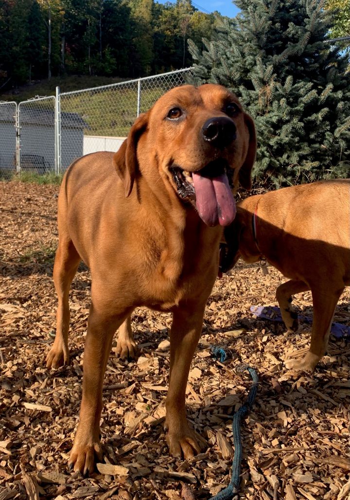 Duke (and Daisy), an adoptable Labrador Retriever Mix in Ringwood, NJ_image-6