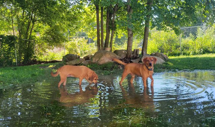 Duke (and Daisy), an adoptable Labrador Retriever Mix in Ringwood, NJ_image-1