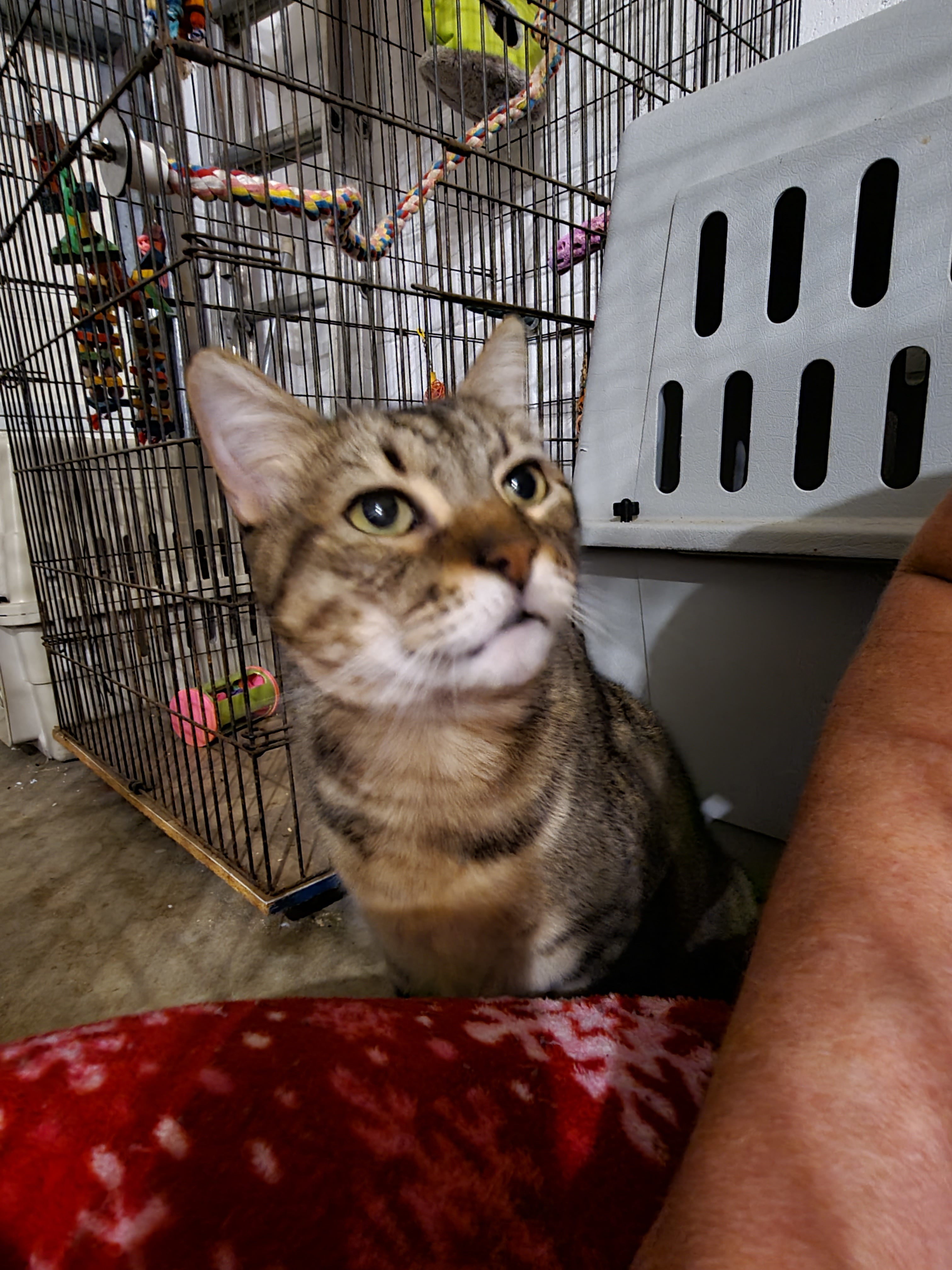James, an adoptable Domestic Short Hair in Cocoa, FL, 32923 | Photo Image 6