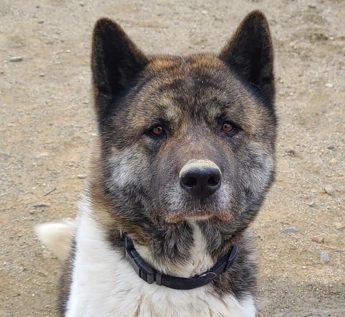 Ruger, an adoptable Akita in Santa Clarita, CA, 91322 | Photo Image 1