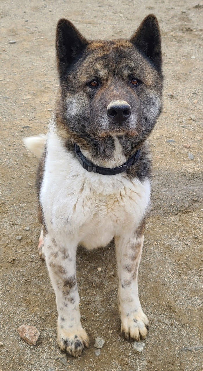 Ruger, an adoptable Akita in Santa Clarita, CA, 91322 | Photo Image 2