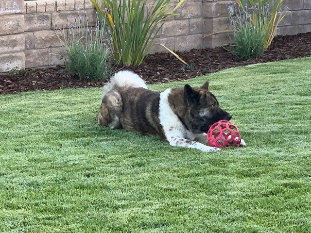 Ruger, an adoptable Akita in Santa Clarita, CA, 91322 | Photo Image 3