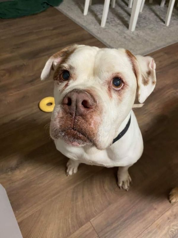 All Rescued Dogs Available for Adoption in Port Saint Lucie, FL Paws