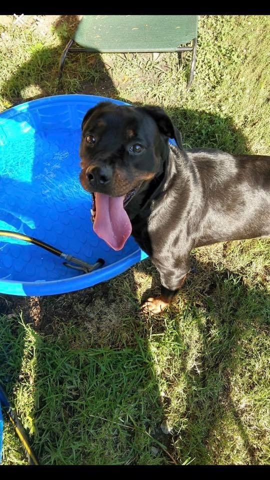 BRANDI, an adoptable Rottweiler in Chapel Hill, NC, 27516 | Photo Image 3
