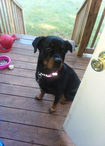 BRANDI, an adoptable Rottweiler in Chapel Hill, NC, 27516 | Photo Image 1