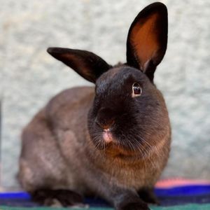 Ragnar, Adult Male unknown