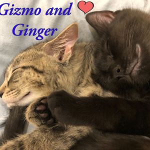 The Gunther avenue Snow Babies: Ginger and Gizmo!