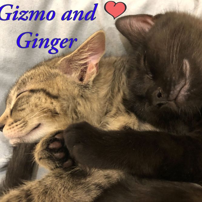 The Gunther avenue Snow Babies: Ginger and Gizmo!