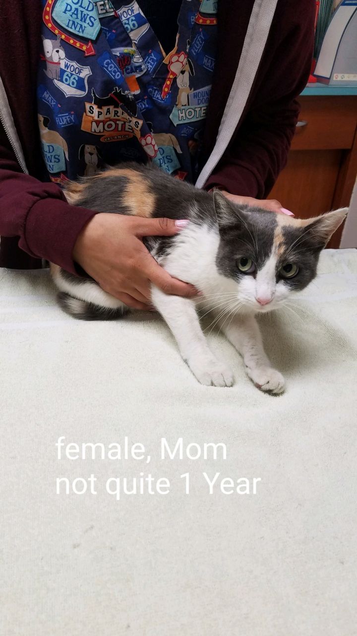 Bonded Mom Cat and Her Kitten 2