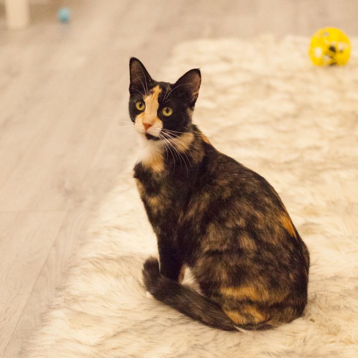 Bryana, an adopted Calico in Ponte Vedra, FL_image-4