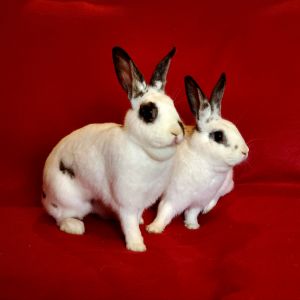 Betty & Barnaby (bonded pair)