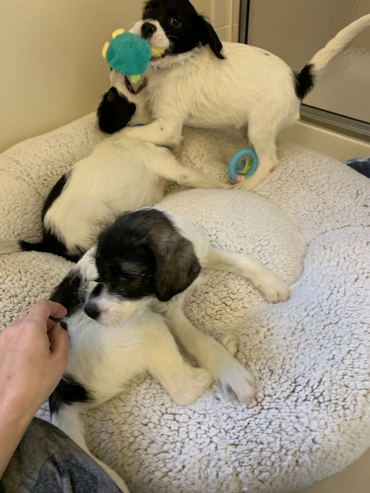 3 puppies available Blizzard, Storm and frost 4
