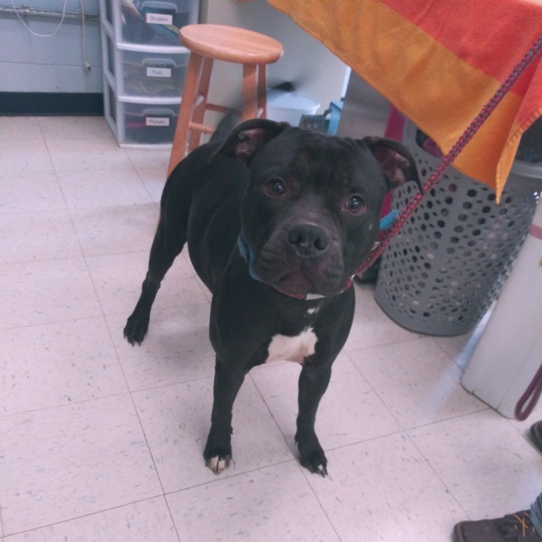 Earl, an adoptable Pit Bull Terrier in Frankfort, KY, 40601 | Photo Image 2