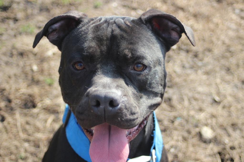 Earl, an adoptable Pit Bull Terrier in Frankfort, KY, 40601 | Photo Image 3