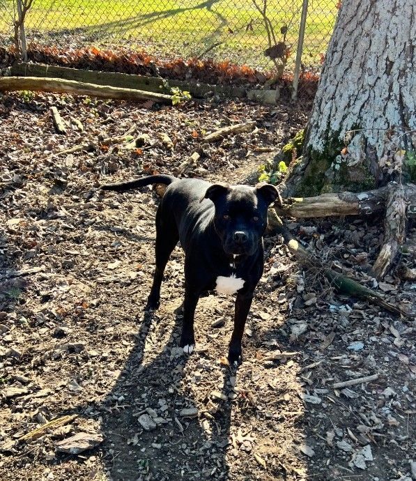 Earl, an adoptable Pit Bull Terrier in Frankfort, KY, 40601 | Photo Image 4