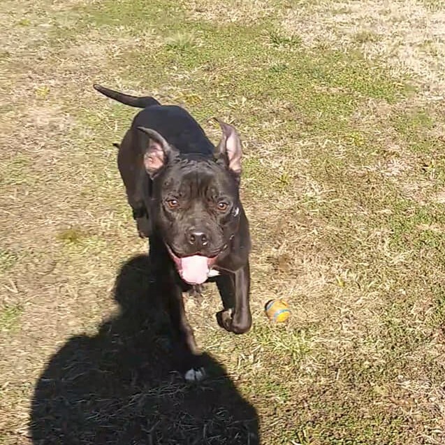 Earl, an adoptable Pit Bull Terrier in Frankfort, KY, 40601 | Photo Image 5