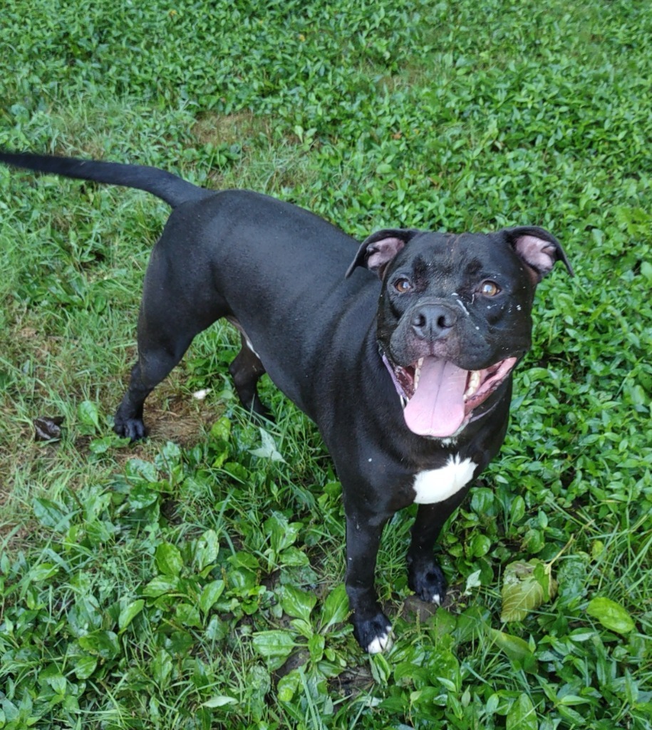 Earl, an adoptable Pit Bull Terrier in Frankfort, KY, 40601 | Photo Image 1