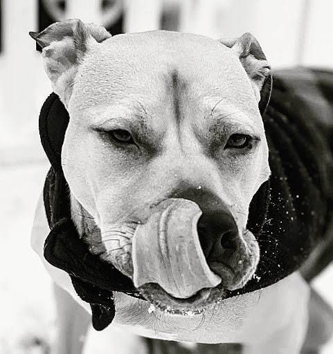 Hunny, an adoptable Pit Bull Terrier in Detroit, MI, 48202 | Photo Image 1
