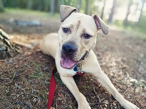 Hunny, an adoptable Pit Bull Terrier in Detroit, MI, 48202 | Photo Image 2