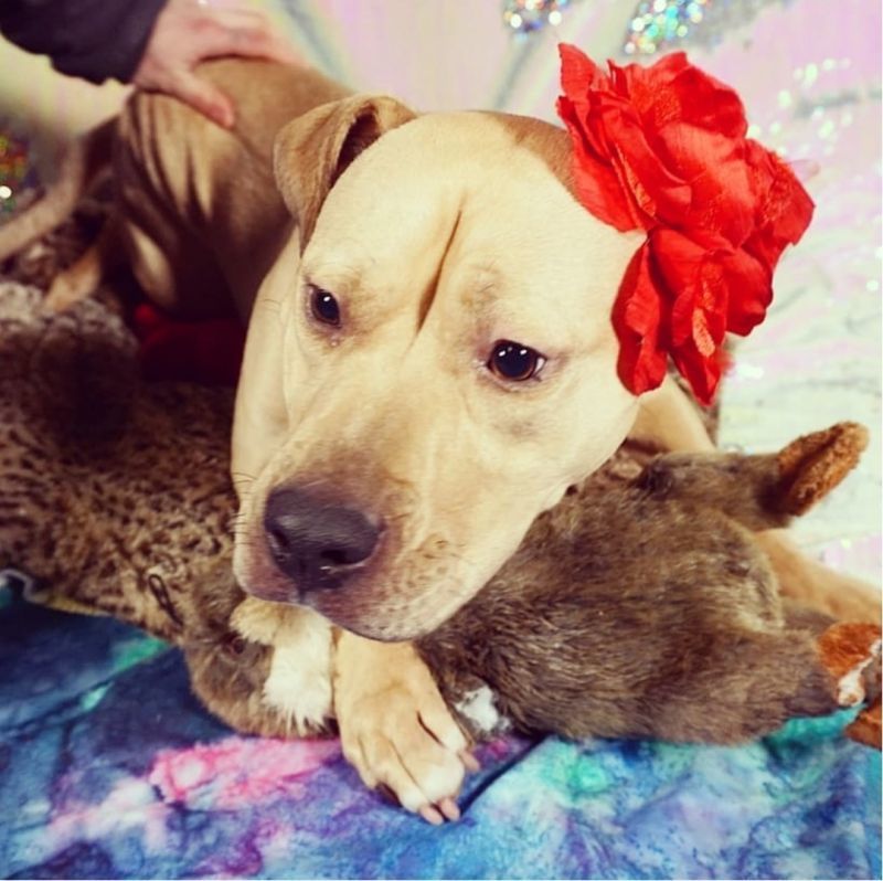Hunny, an adoptable Pit Bull Terrier in Detroit, MI, 48202 | Photo Image 5