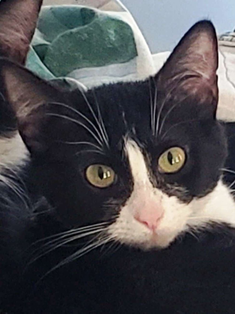 Stella, an adoptable Domestic Short Hair, Tuxedo in South Saint Paul, MN, 55076 | Photo Image 2