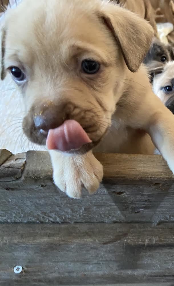 Dog For Adoption Diamond A Mixed Breed In Saskatoon Sk Petfinder