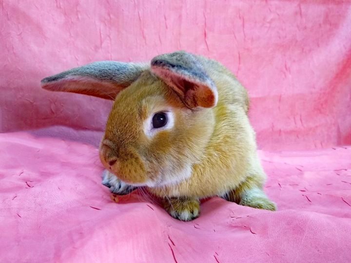 Rabbit For Adoption - Ginger, A Holland Lop In Harrisburg, Pa 