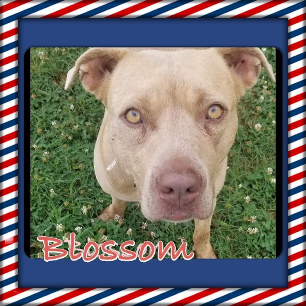 Blossom, an adoptable Pit Bull Terrier in Tunica, MS, 38676 | Photo Image 1