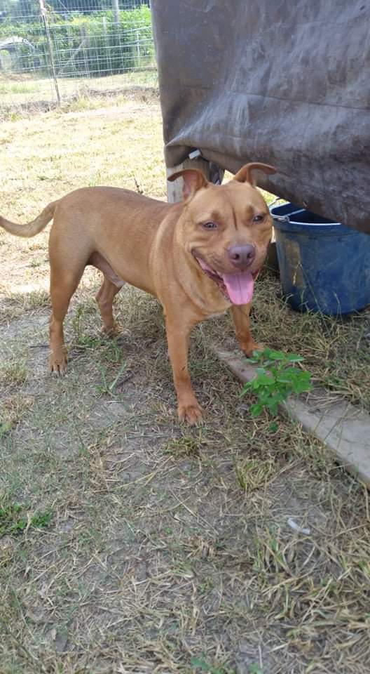 Peanut, an adoptable Pit Bull Terrier in Tunica, MS, 38676 | Photo Image 3