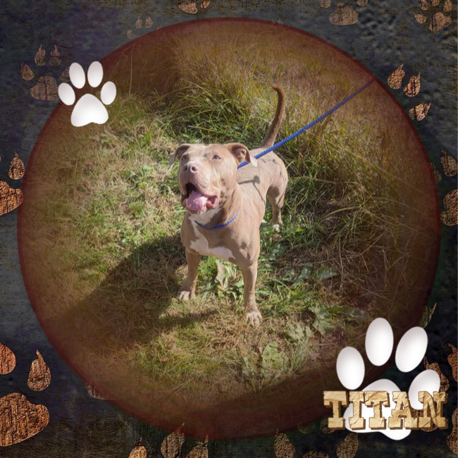 Titan, an adoptable Mixed Breed in Tunica, MS, 38676 | Photo Image 2