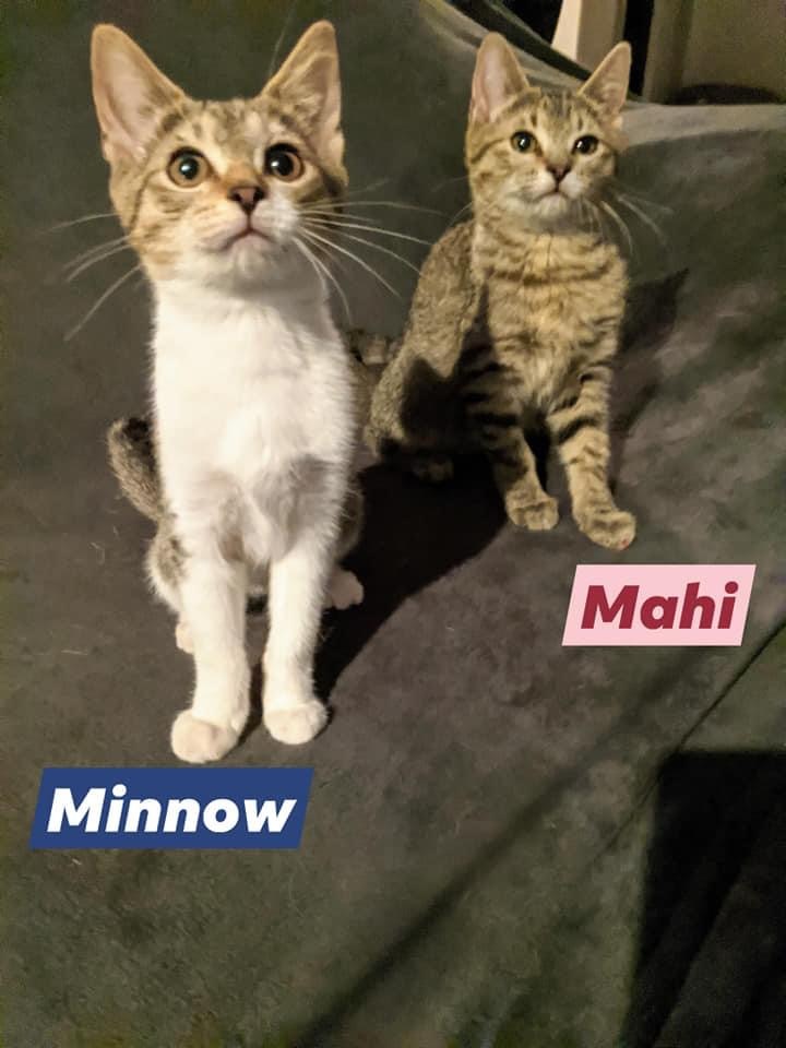 Mahi Minnow 2