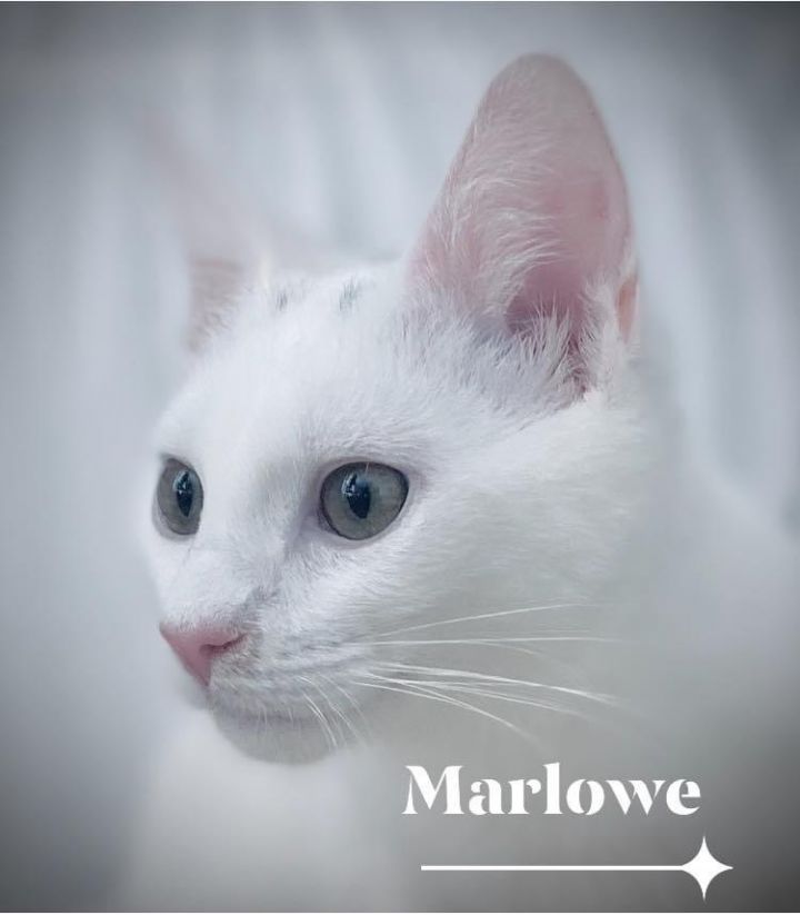 Marlowe 3