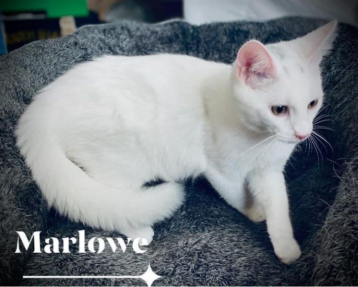 Marlowe 5
