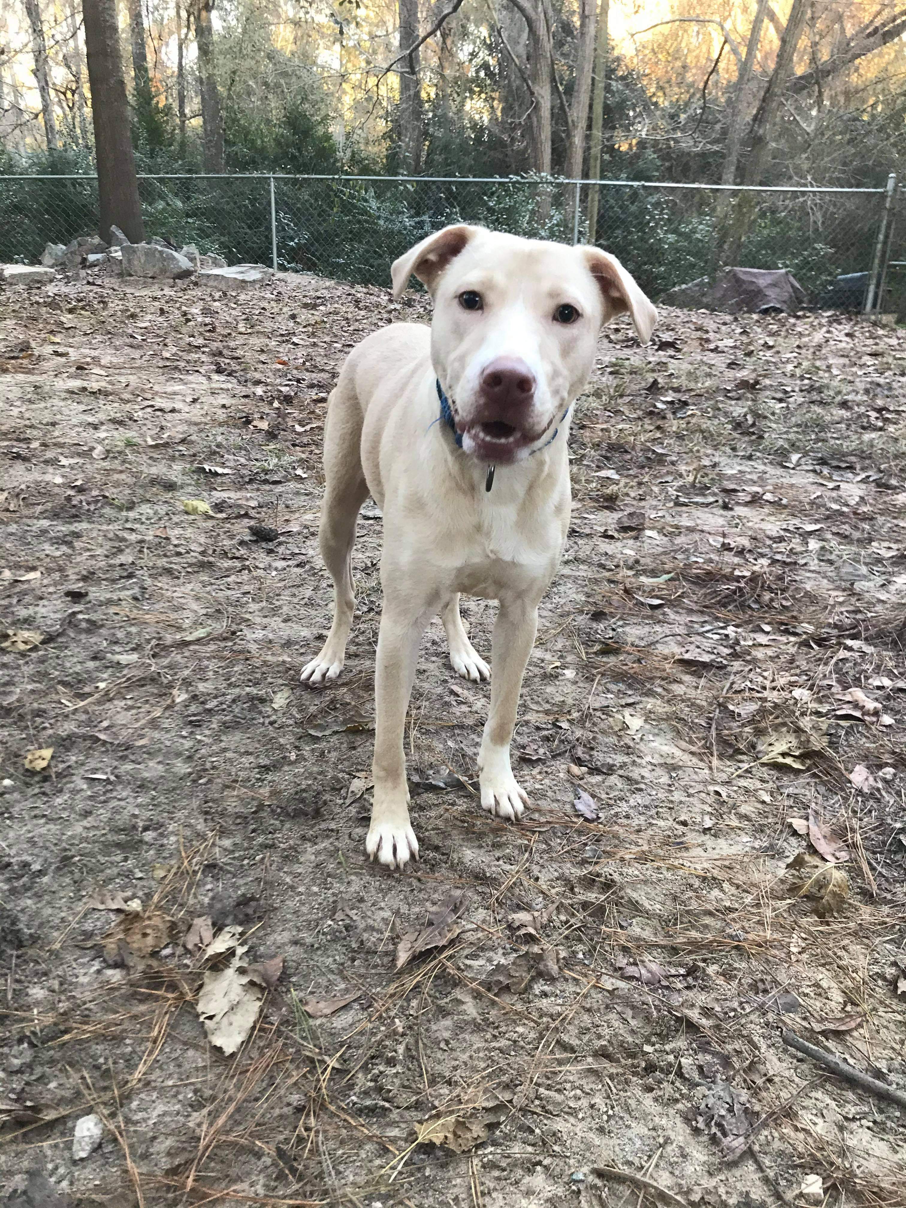 Bri, an adoptable Labrador Retriever in Valdosta, GA, 31601 | Photo Image 2