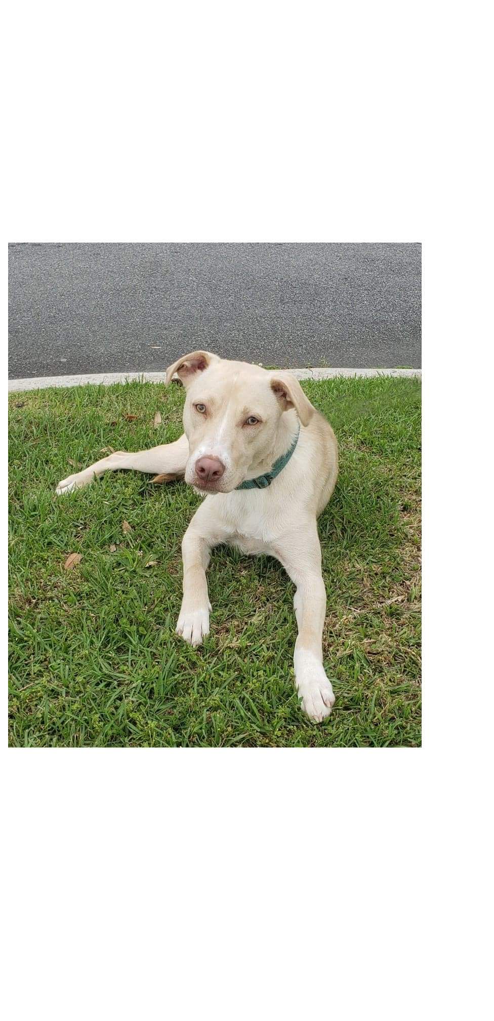 Bri, an adoptable Labrador Retriever in Valdosta, GA, 31601 | Photo Image 3