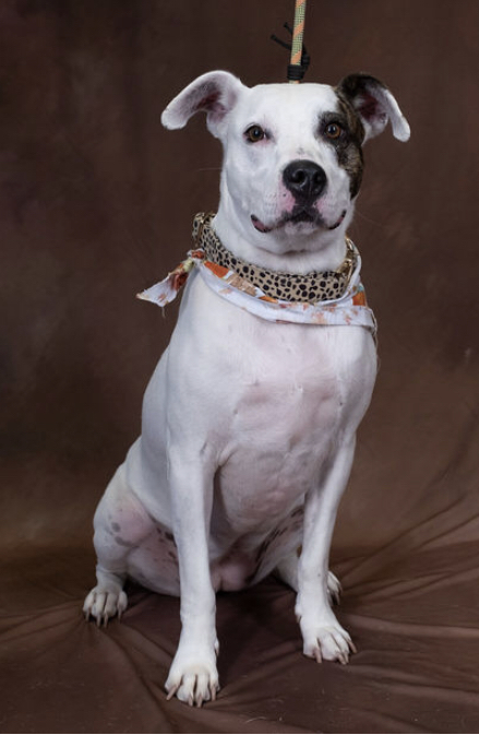 Dog For Adoption Liberty A Staffordshire Bull Terrier Jack Russell Terrier Mix In Choctaw Ok Petfinder