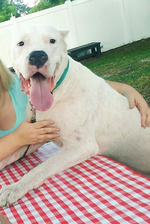 Dogo argentino for store adoption near me