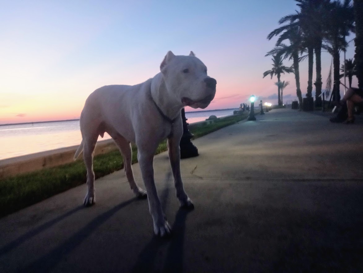 Hercules, an adoptable Dogo Argentino in Sanford, FL, 32771 | Photo Image 1