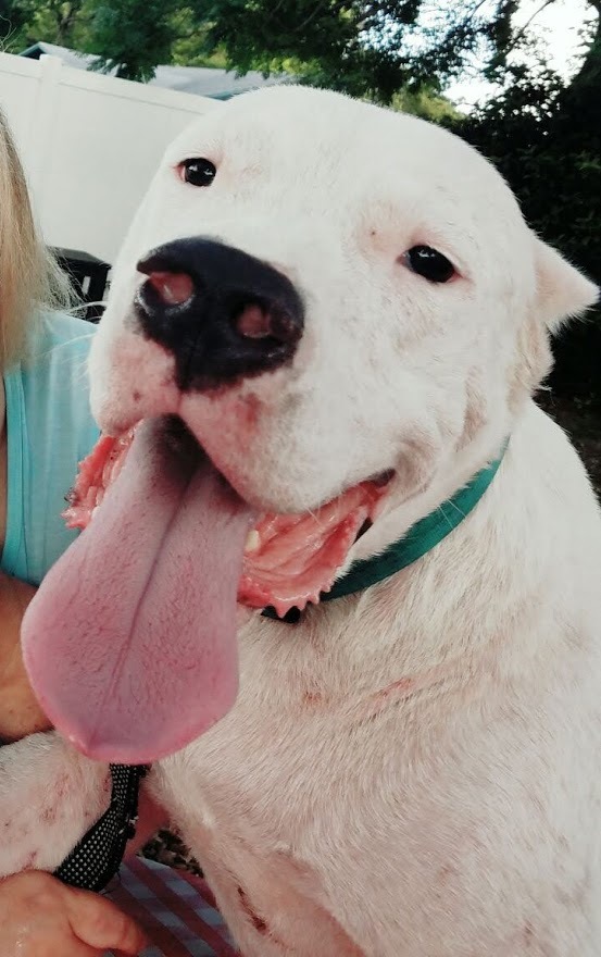 Hercules, an adoptable Dogo Argentino in Sanford, FL, 32771 | Photo Image 3