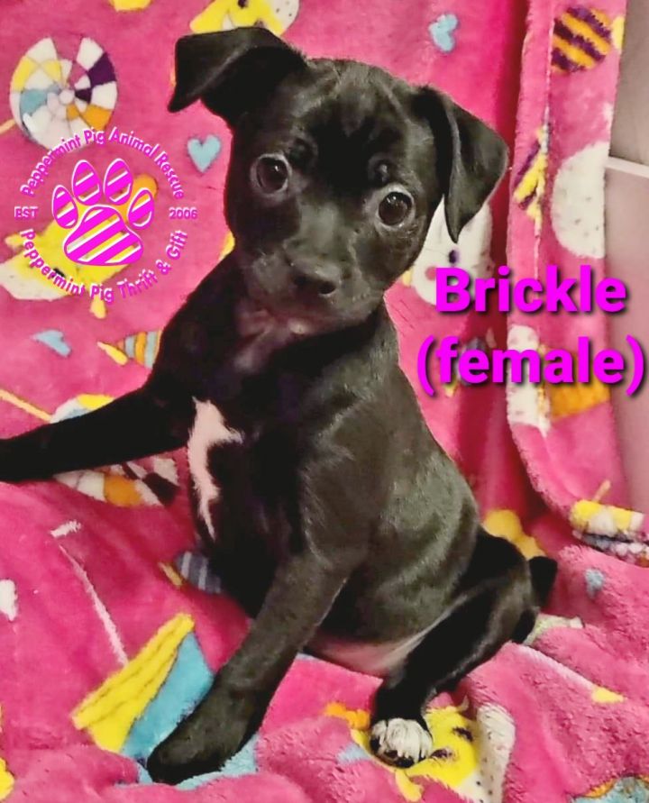 Dog For Adoption Brickle A Chihuahua Pug Mix In Cincinnati Oh Petfinder