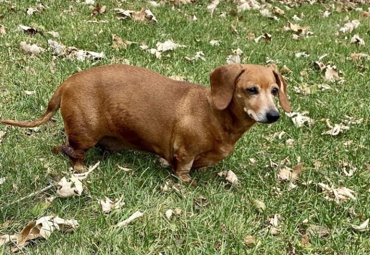 Dog For Adoption Schatzi A Dachshund In Verona Wi Petfinder