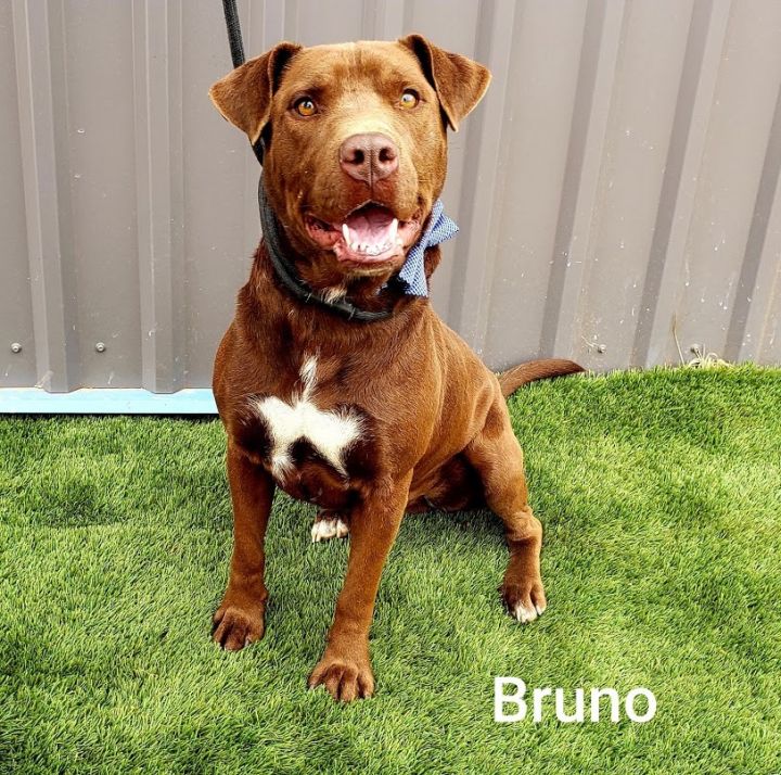 Dog for adoption - Bruno Mars, a Labrador Retriever ...