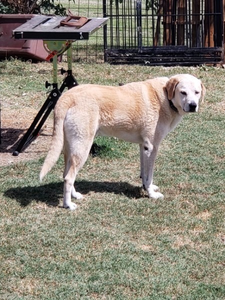 Doug, an adoptable Yellow Labrador Retriever in Farmersville, TX, 75442 | Photo Image 1