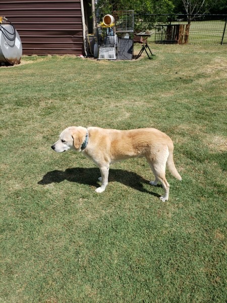 Doug, an adoptable Yellow Labrador Retriever in Farmersville, TX, 75442 | Photo Image 2