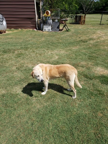 Doug, an adoptable Yellow Labrador Retriever in Farmersville, TX, 75442 | Photo Image 3