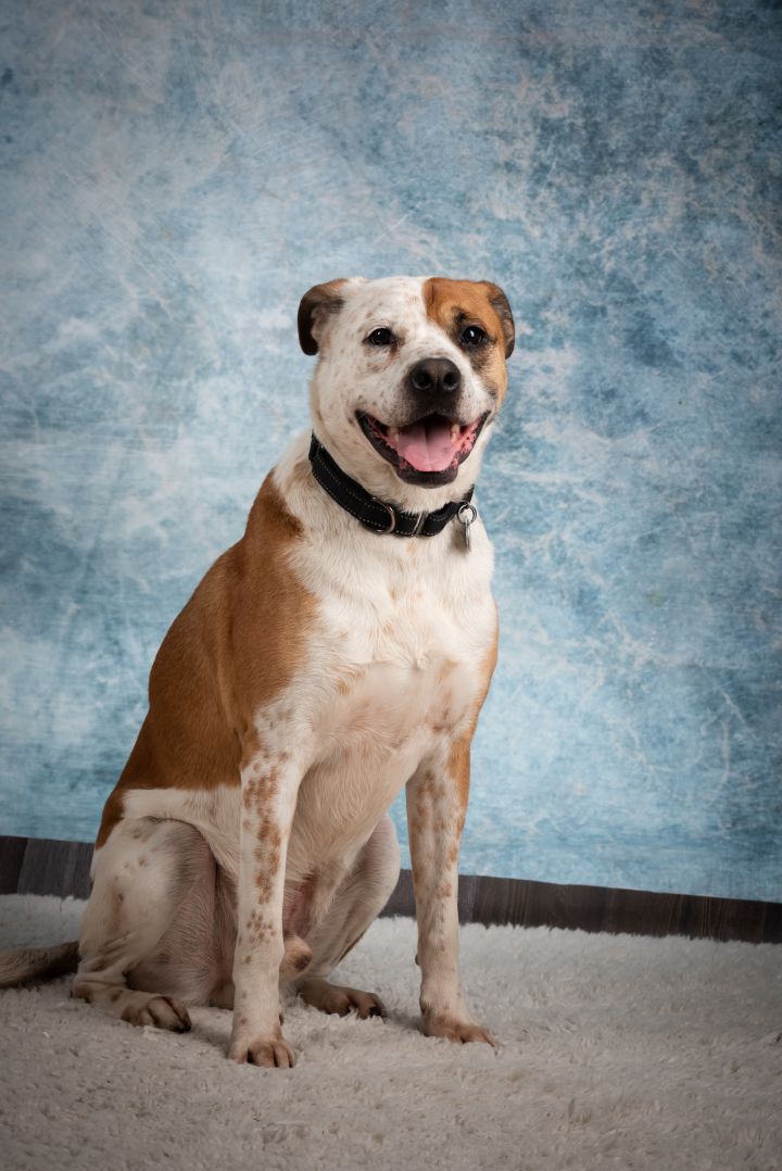 Rocky, an adoptable Boxer & Border Collie Mix in Scranton, PA_image-1