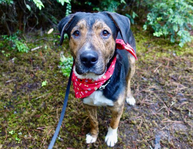 Manny, an adoptable Mixed Breed in Fort Bragg, CA, 95437 | Photo Image 1