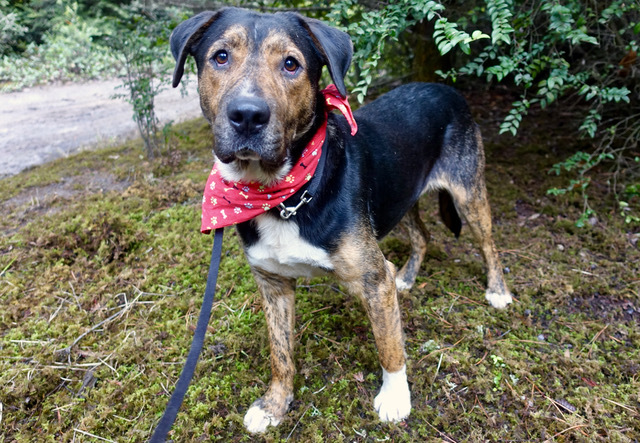 Manny, an adoptable Mixed Breed in Fort Bragg, CA, 95437 | Photo Image 2