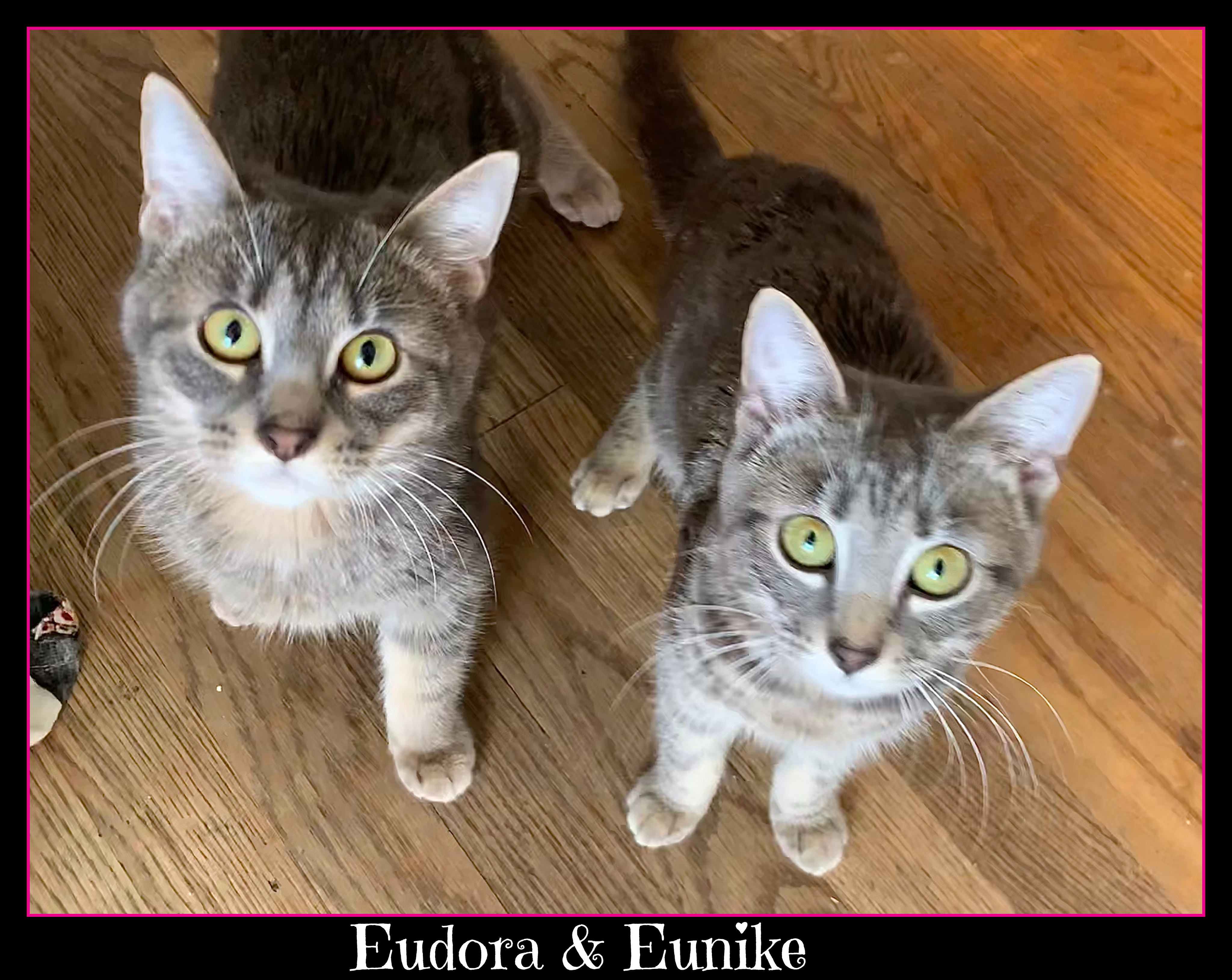 Eudora and Eunike (bonded pair), an adoptable Tabby, Tiger in Waterbury, CT, 06708 | Photo Image 1